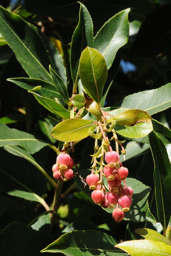 Image of genus Arbutus specimen.