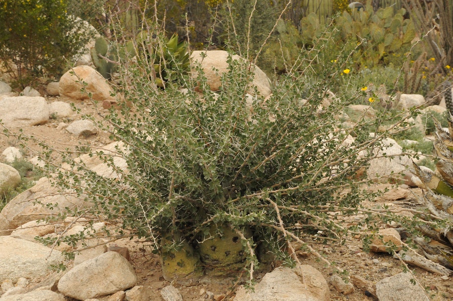 Image of Fouquieria columnaris specimen.