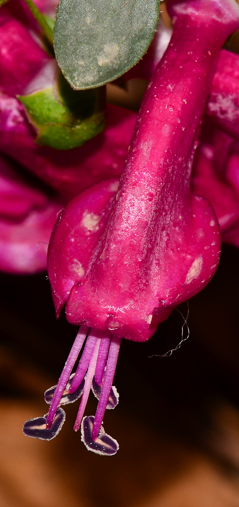 Image of Eremophila laanii specimen.