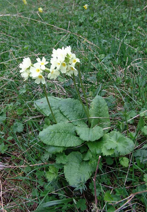 Изображение особи Primula cordifolia.