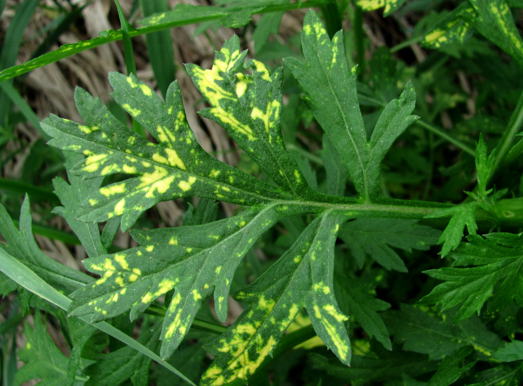 Изображение особи Artemisia vulgaris.