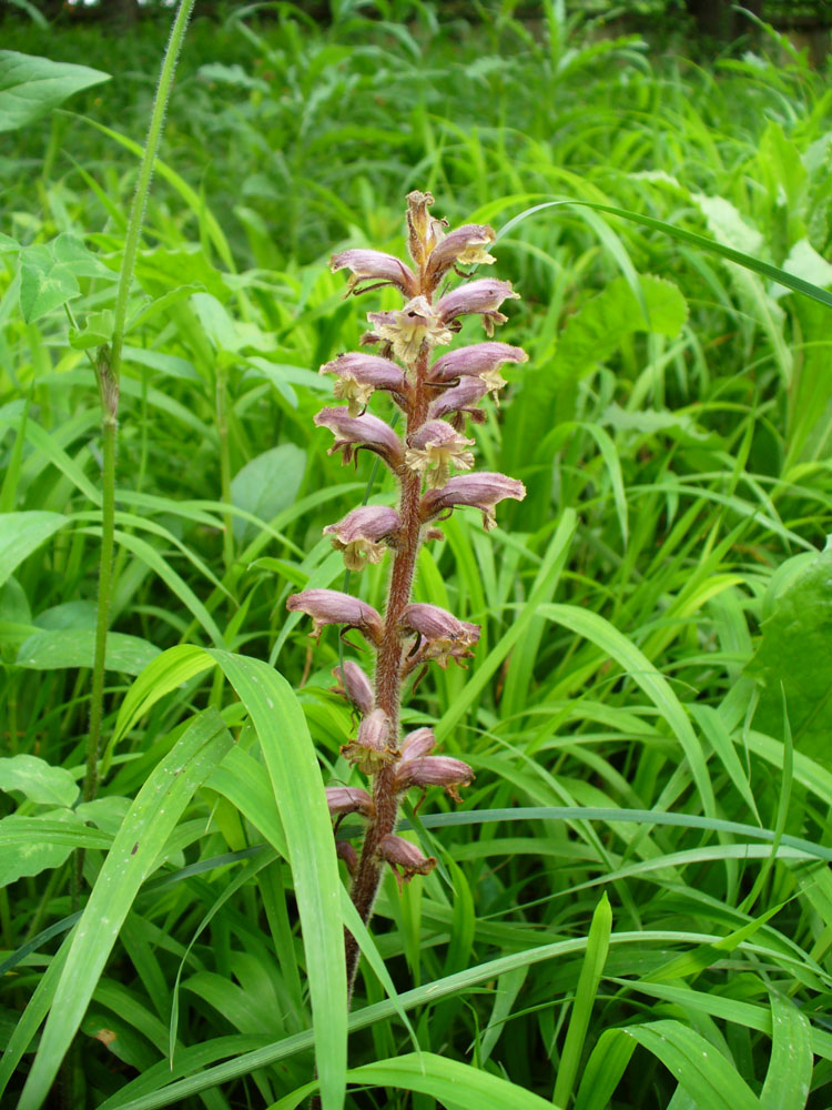 Image of Orobanche pubescens specimen.