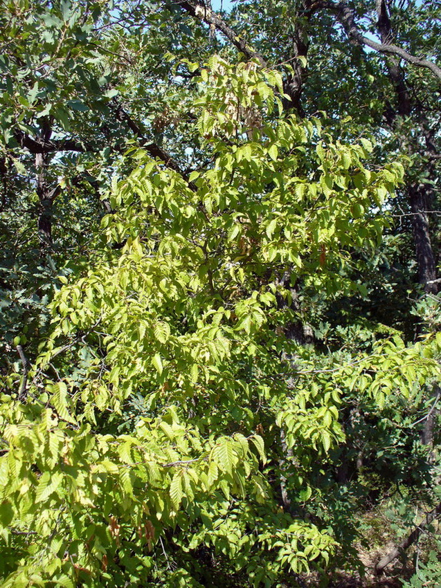 Image of Carpinus orientalis specimen.