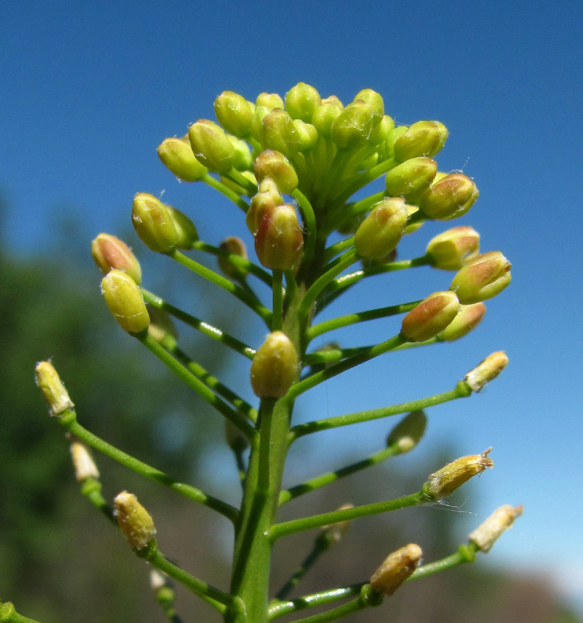 Изображение особи Camelina microcarpa.