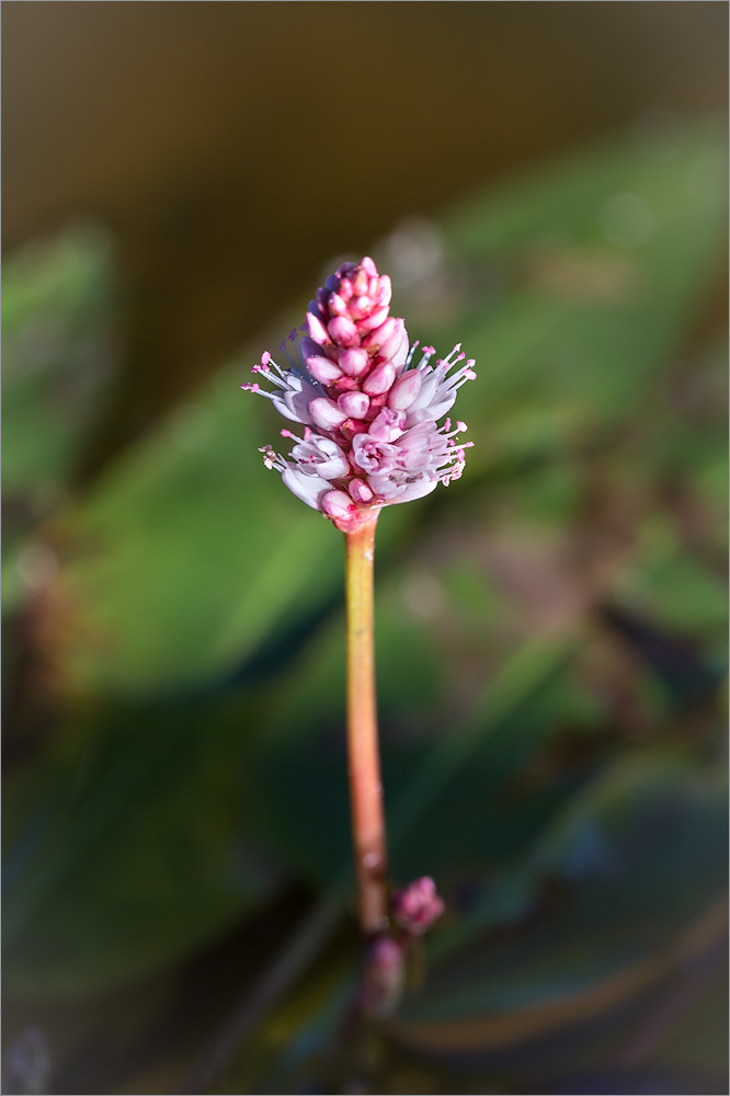 Image of Persicaria amphibia specimen.