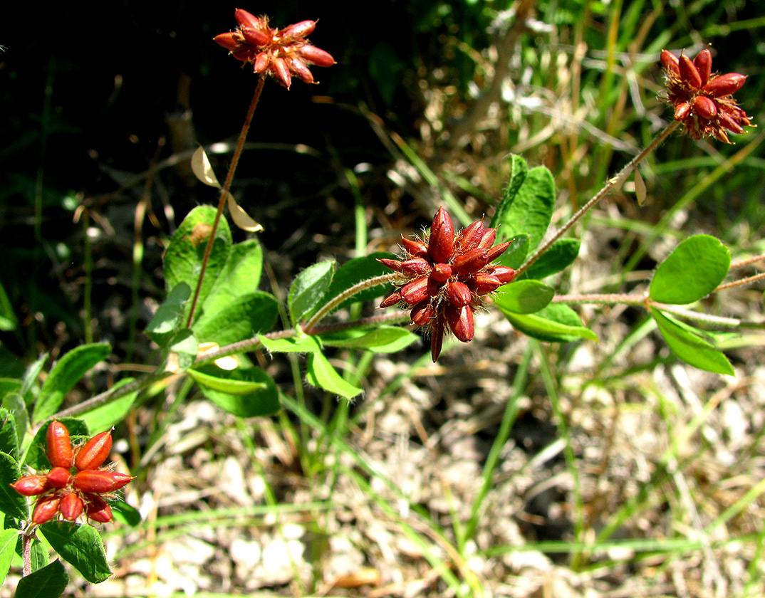 Image of Dorycnium graecum specimen.