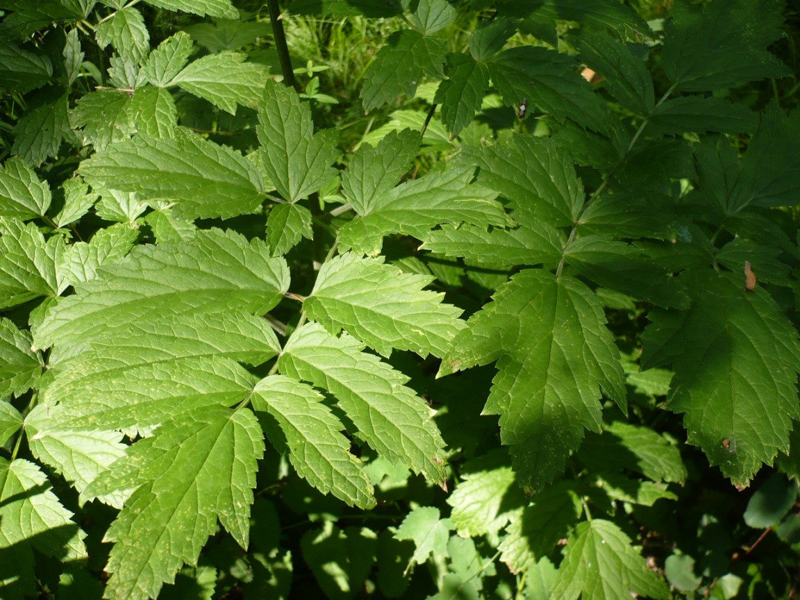 Image of Cimicifuga foetida specimen.