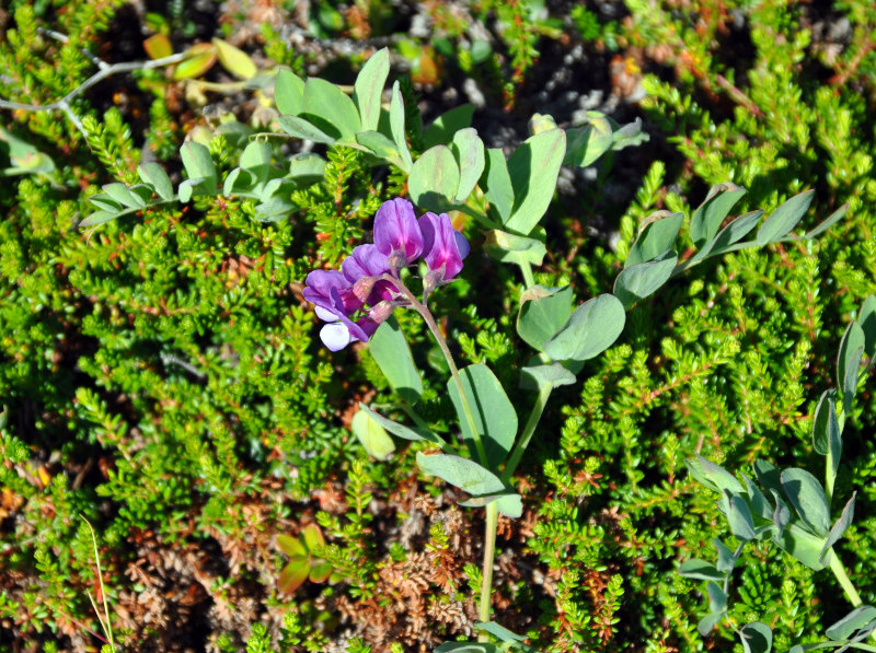 Изображение особи Lathyrus japonicus ssp. pubescens.