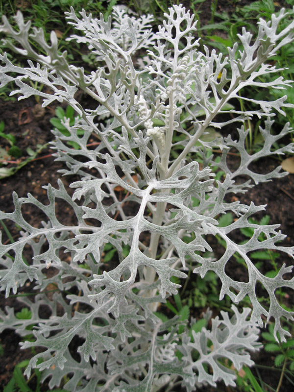 Image of Senecio cineraria specimen.