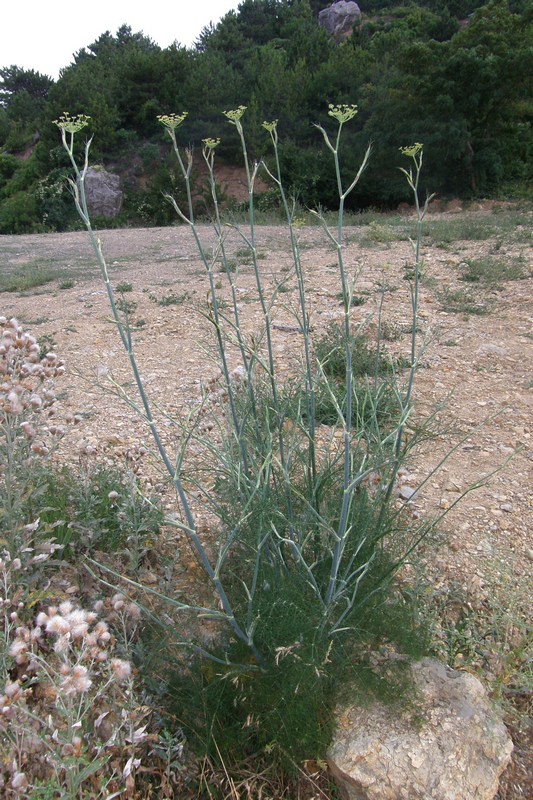 Image of Foeniculum vulgare specimen.