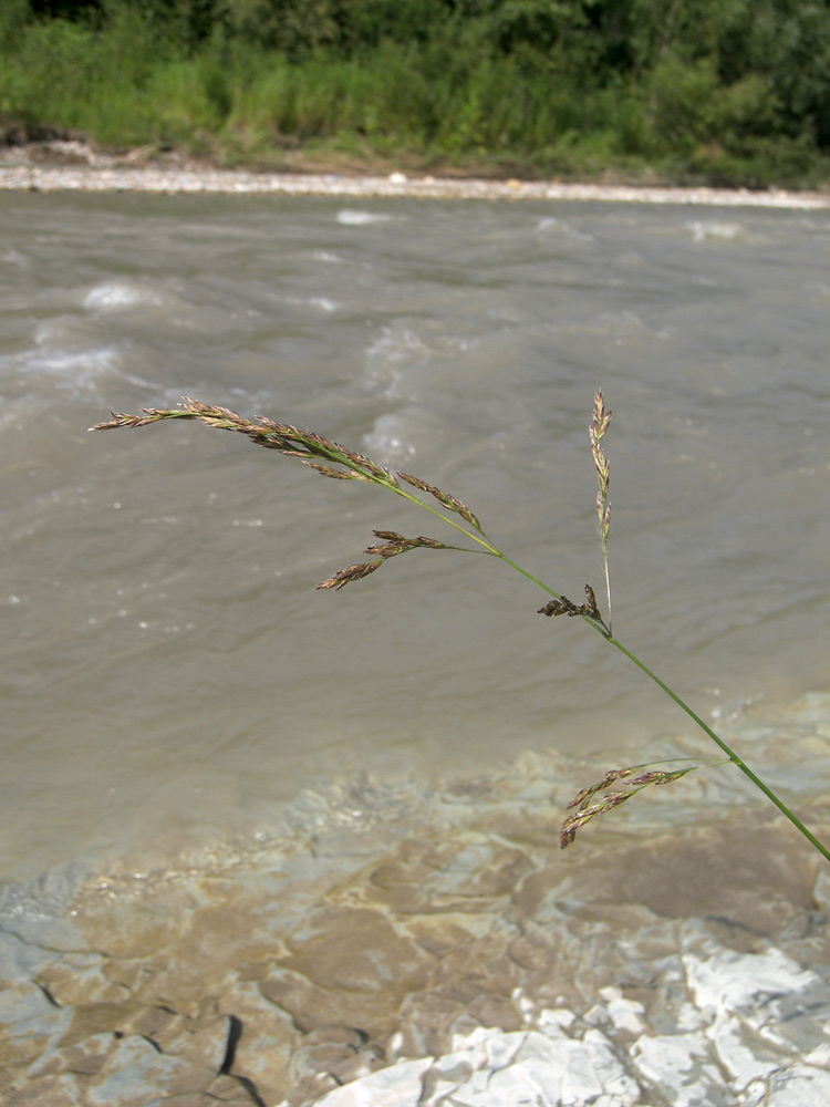 Изображение особи Festuca arundinacea.