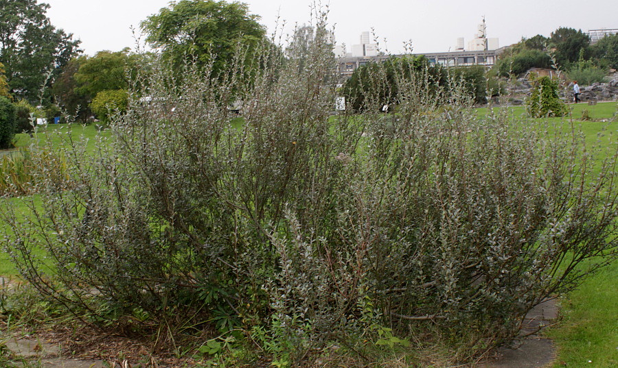 Image of genus Salix specimen.