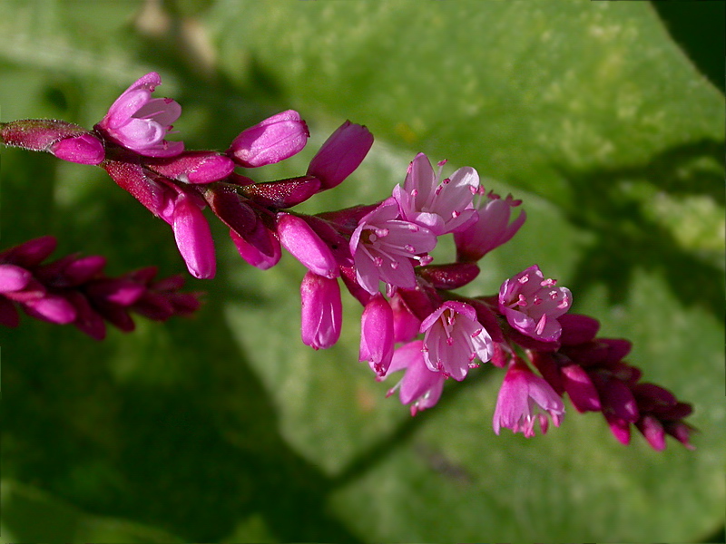 Image of Persicaria orientalis specimen.