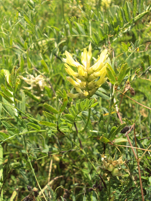 Изображение особи Astragalus cicer.