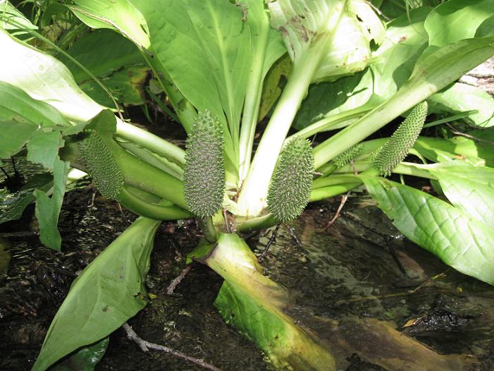 Image of Lysichiton camtschatcensis specimen.