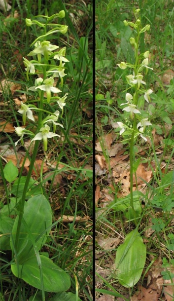 Image of Platanthera chlorantha specimen.