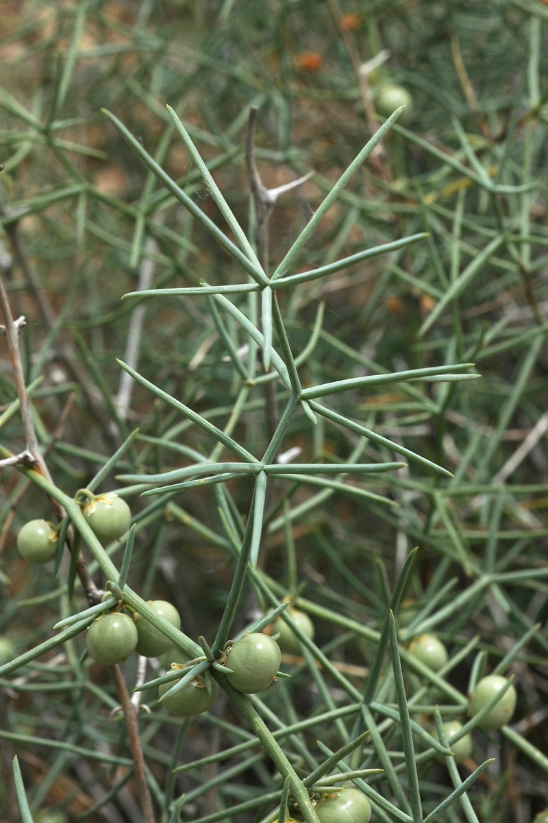 Изображение особи Asparagus angulofractus.