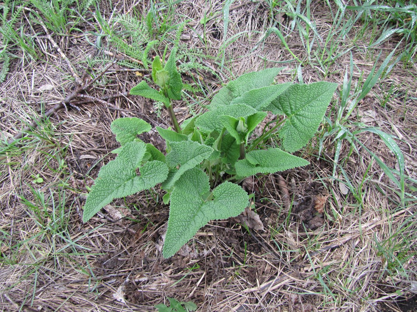 Image of Phlomoides tuberosa specimen.