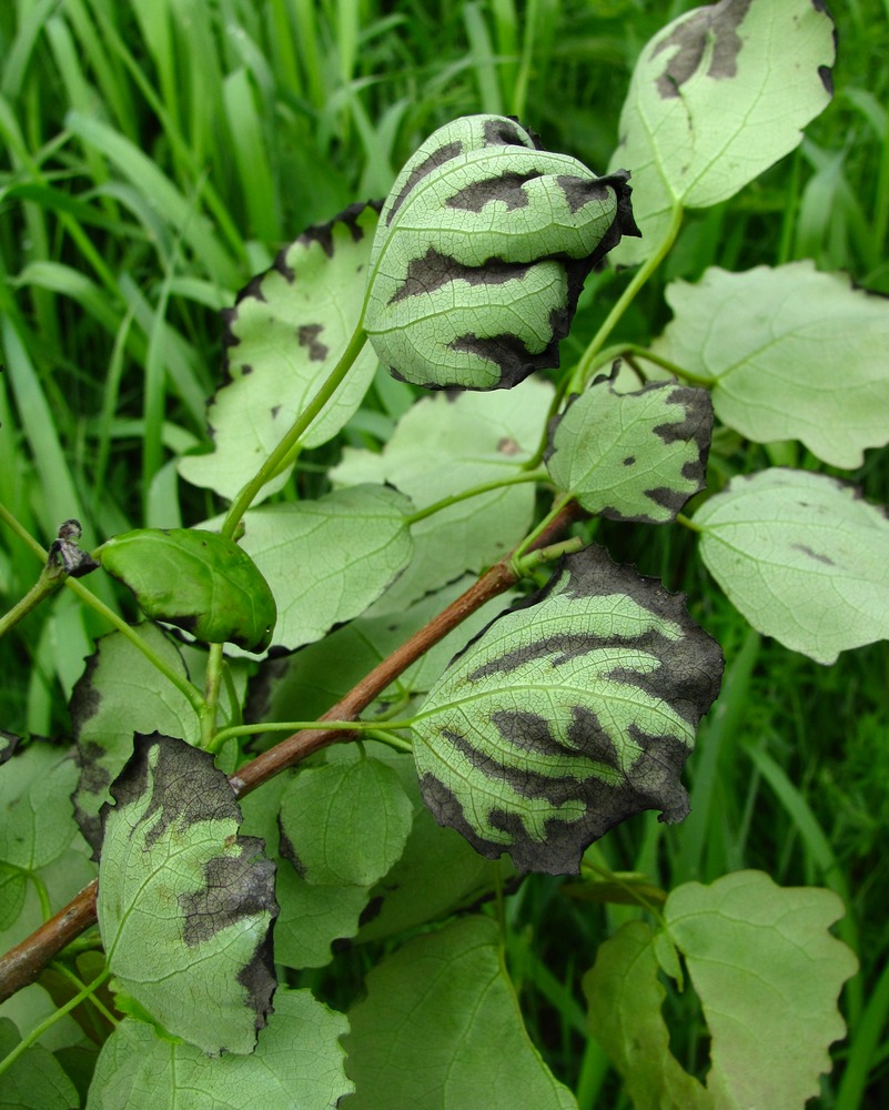 Image of Populus tremula specimen.