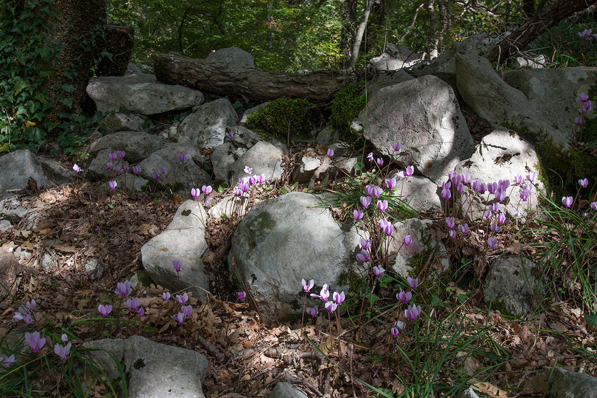 Image of Cyclamen hederifolium specimen.