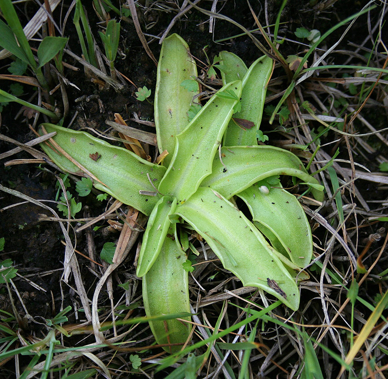 Изображение особи Pinguicula vulgaris.