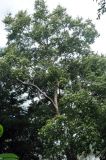 Bhesa paniculata. Крона цветущего дерева. Таиланд, Донсак. 21.06.2013.
