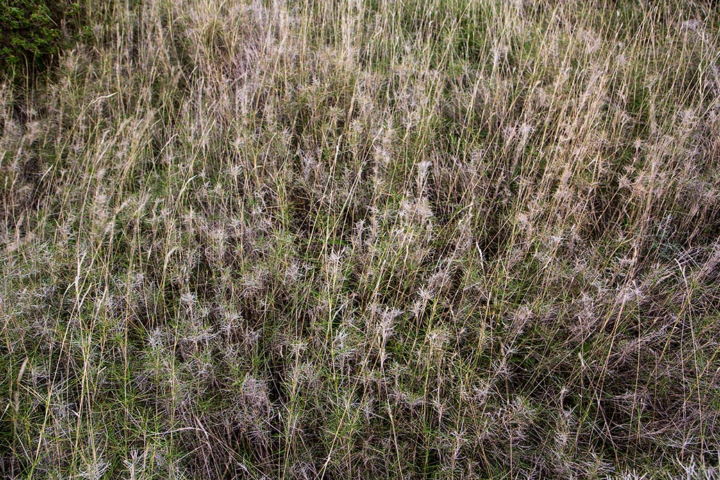 Image of Brachypodium retusum specimen.