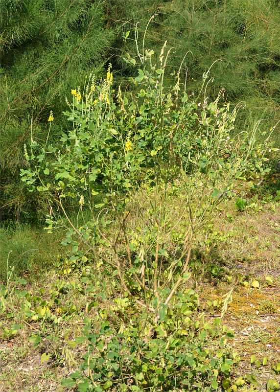 Image of Crotalaria pallida specimen.