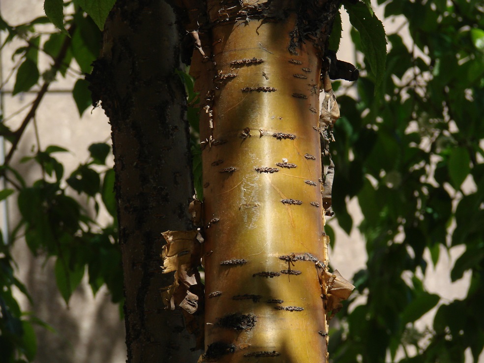 Image of Padus maackii specimen.