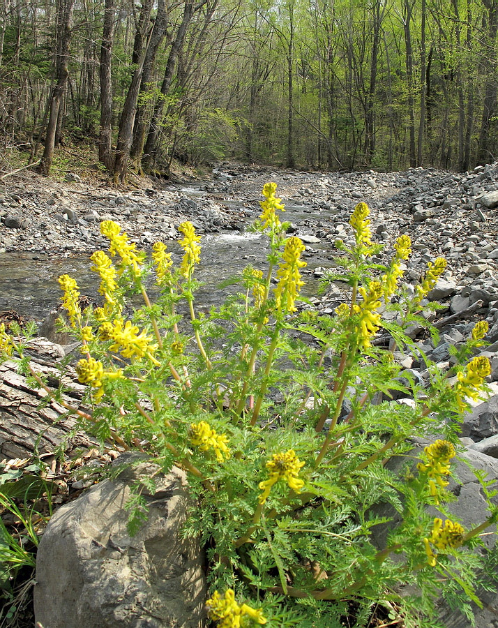 Image of Corydalis speciosa specimen.