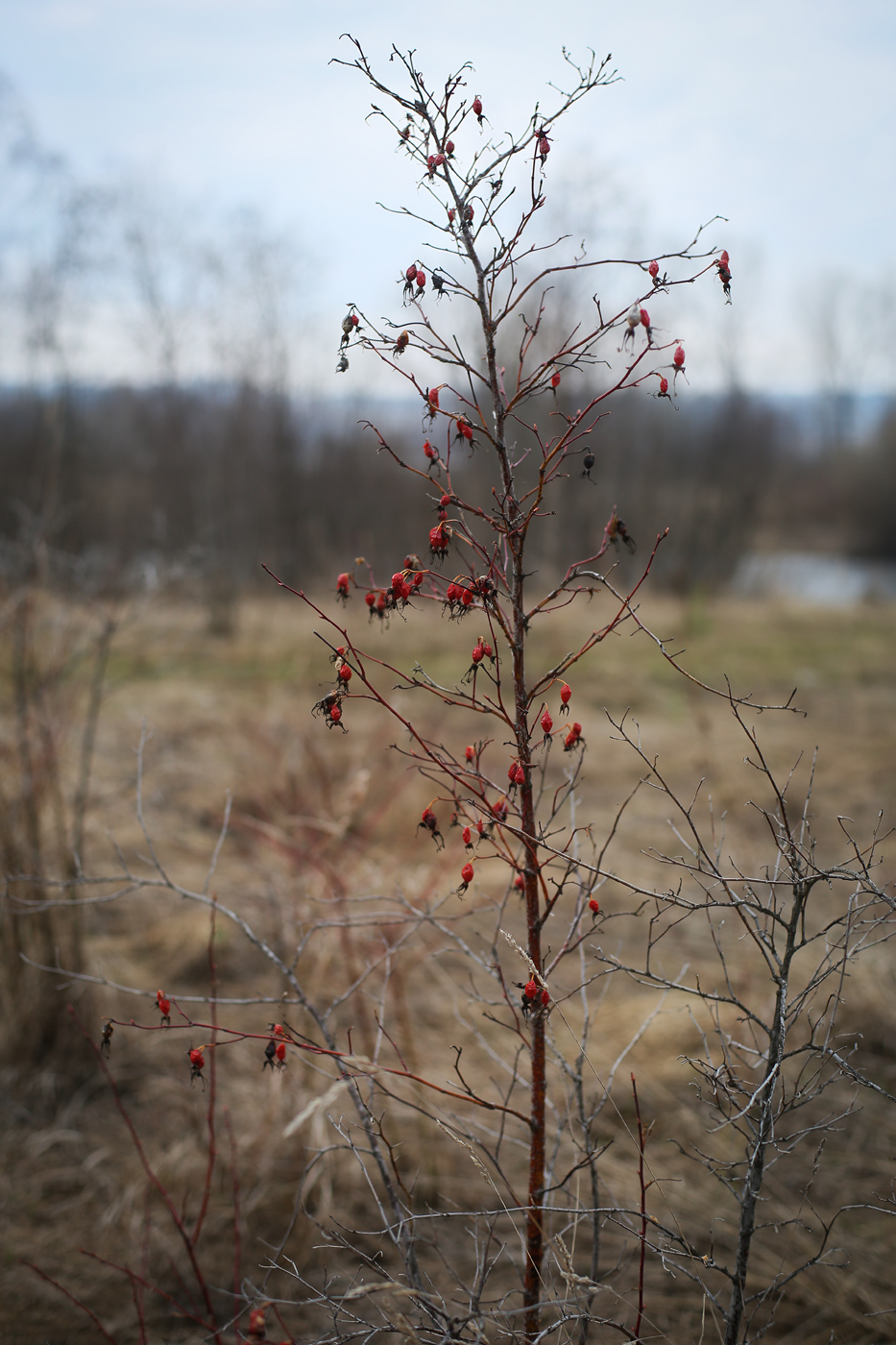 Image of Rosa cinnamomea specimen.