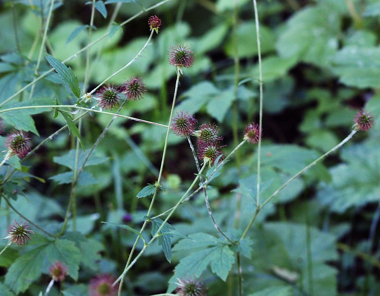 Image of Geum urbanum specimen.