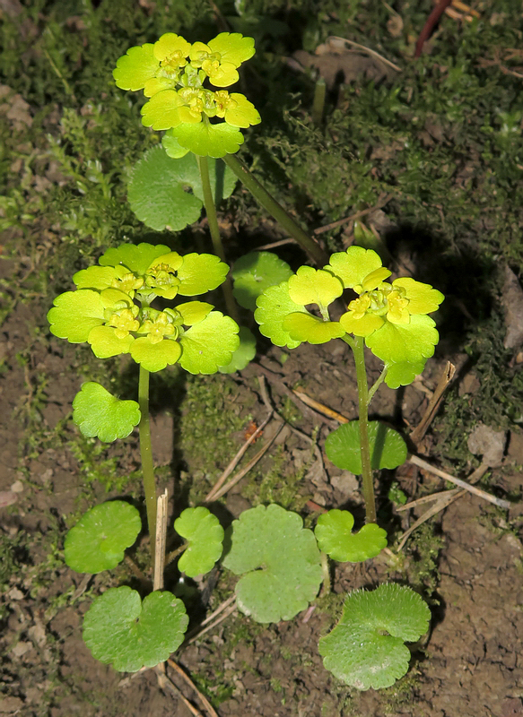 Image of Chrysosplenium alternifolium specimen.