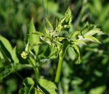 Archangelica officinalis. Верхушка растения с формирующимся соцветием и молодыми листьями. Московская обл., Раменский р-н, окр. ж.-д. платформы Хрипань, просека под ЛЭП. 28.05.2016.