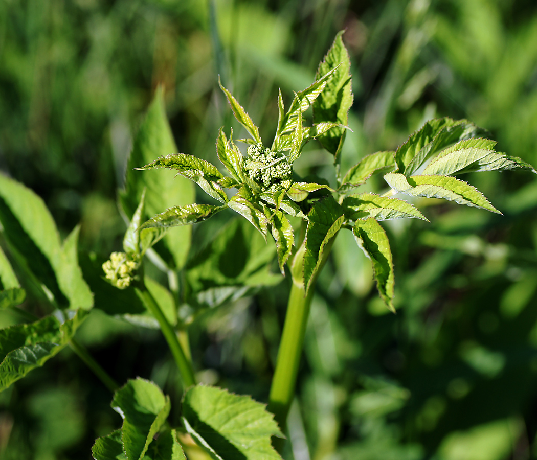 Image of Archangelica officinalis specimen.