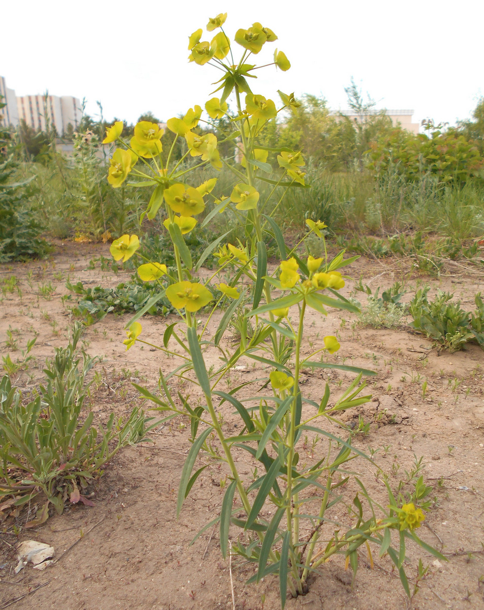 Изображение особи Euphorbia virgata.