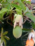 Passiflora caerulea. Незрелый плод. Франция, Прованс, округ Марсель, Кассис, в культуре. 25.07.2014.
