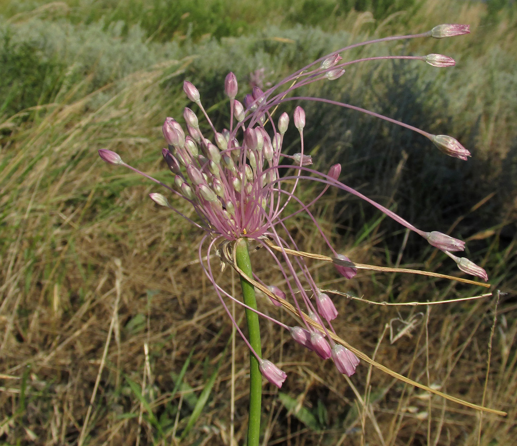 Изображение особи Allium praescissum.