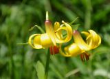 Lilium kesselringianum