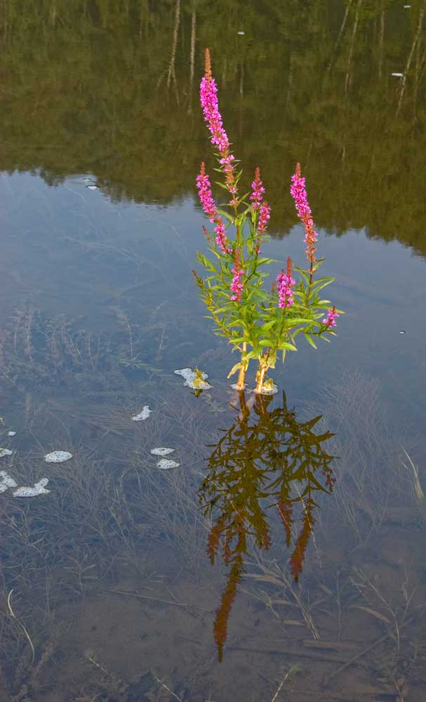 Image of Lythrum salicaria specimen.