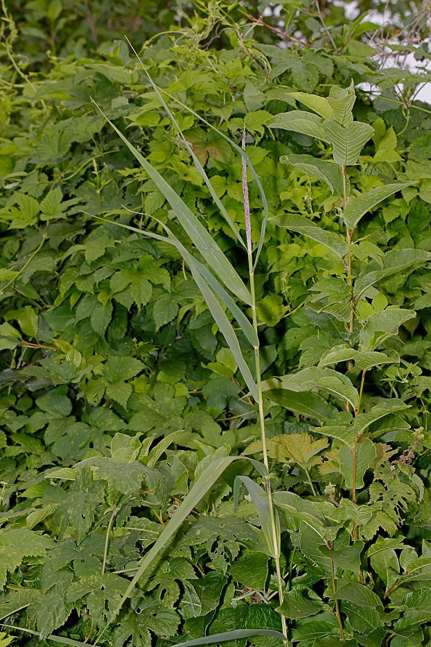 Image of Phragmites australis specimen.