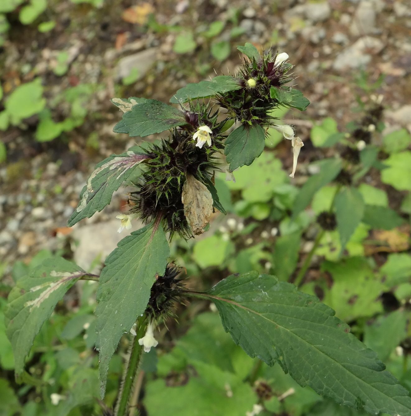 Изображение особи Galeopsis bifida.