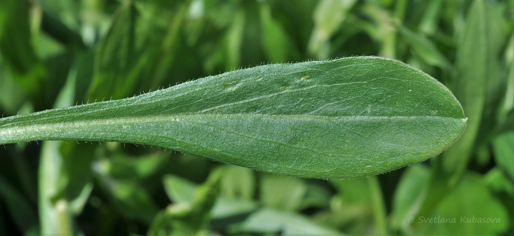 Изображение особи род Erigeron.