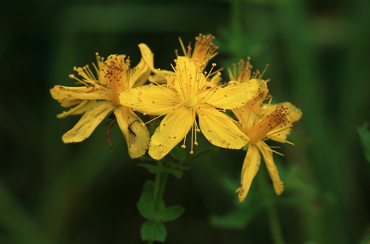 Изображение особи Hypericum erectum.