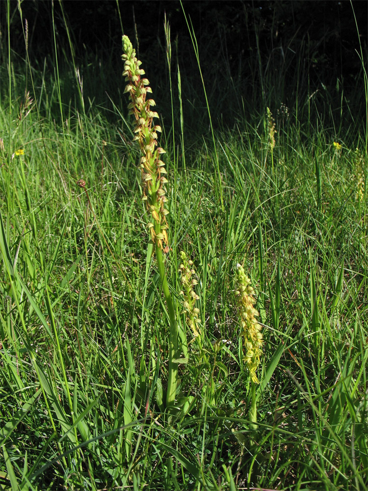 Image of Orchis anthropophora specimen.