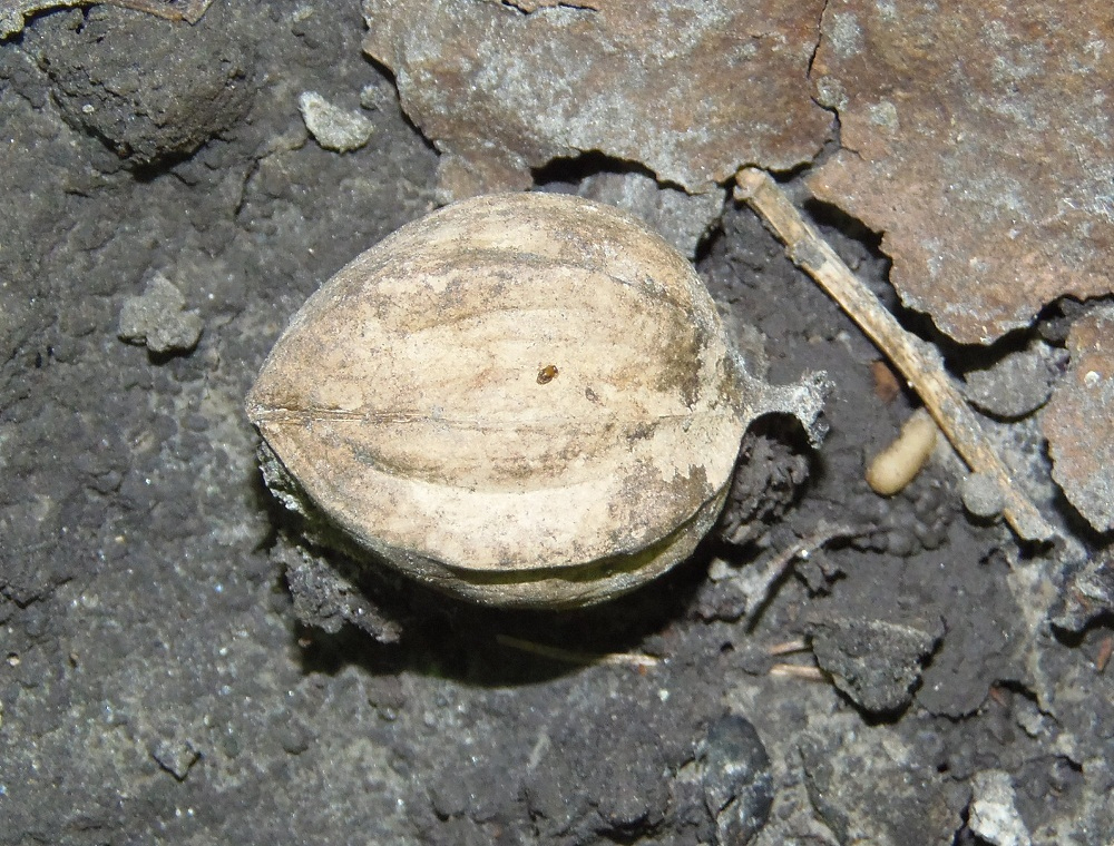 Image of genus Carya specimen.