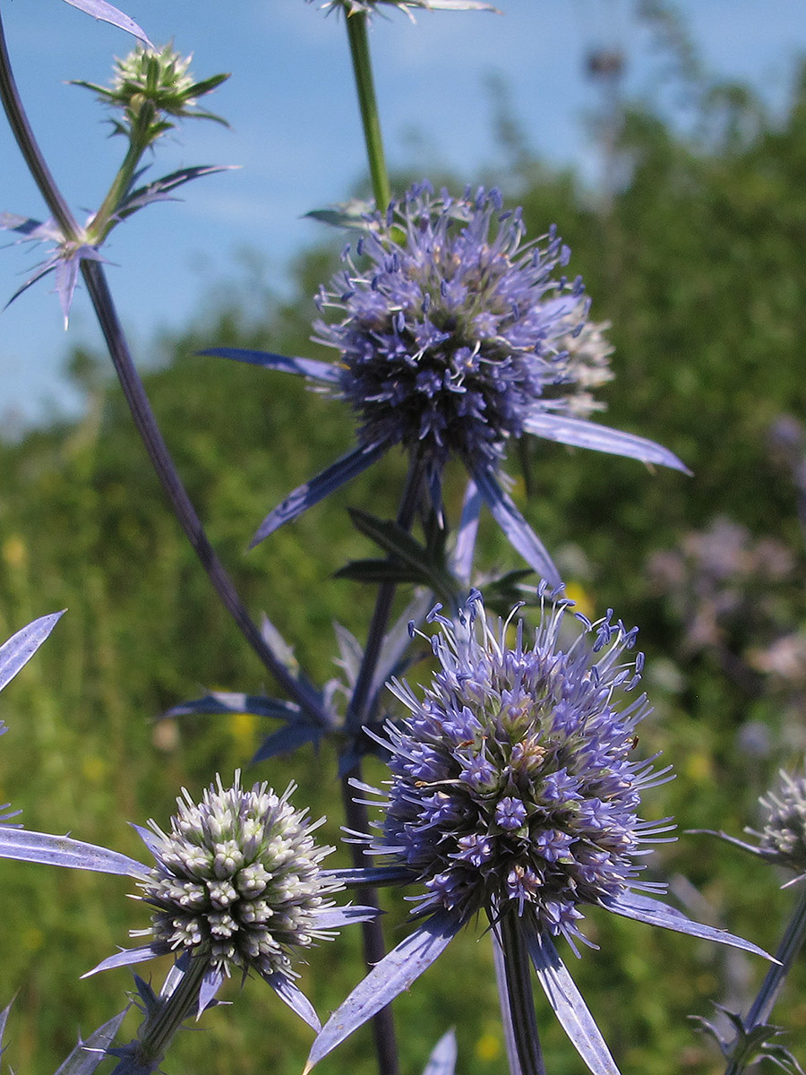 Изображение особи Eryngium planum.