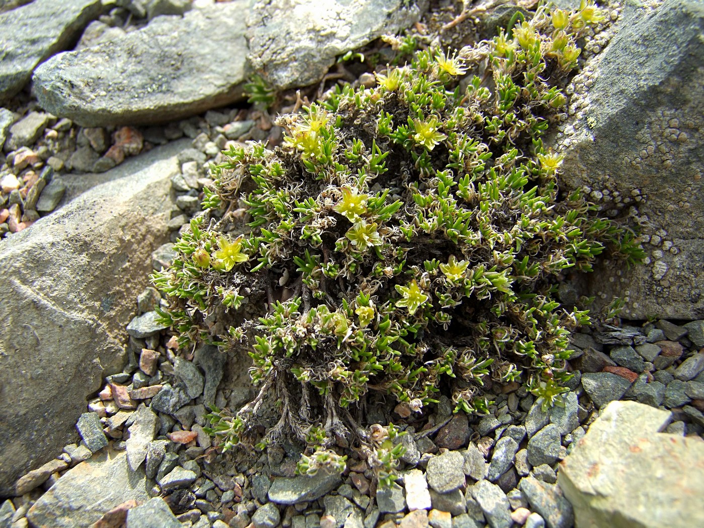 Image of Stellaria sibirica specimen.