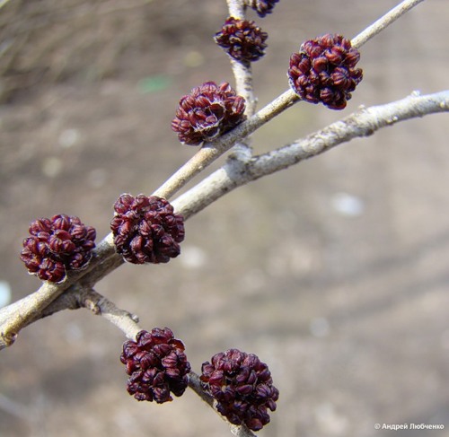 Изображение особи Ulmus pumila.