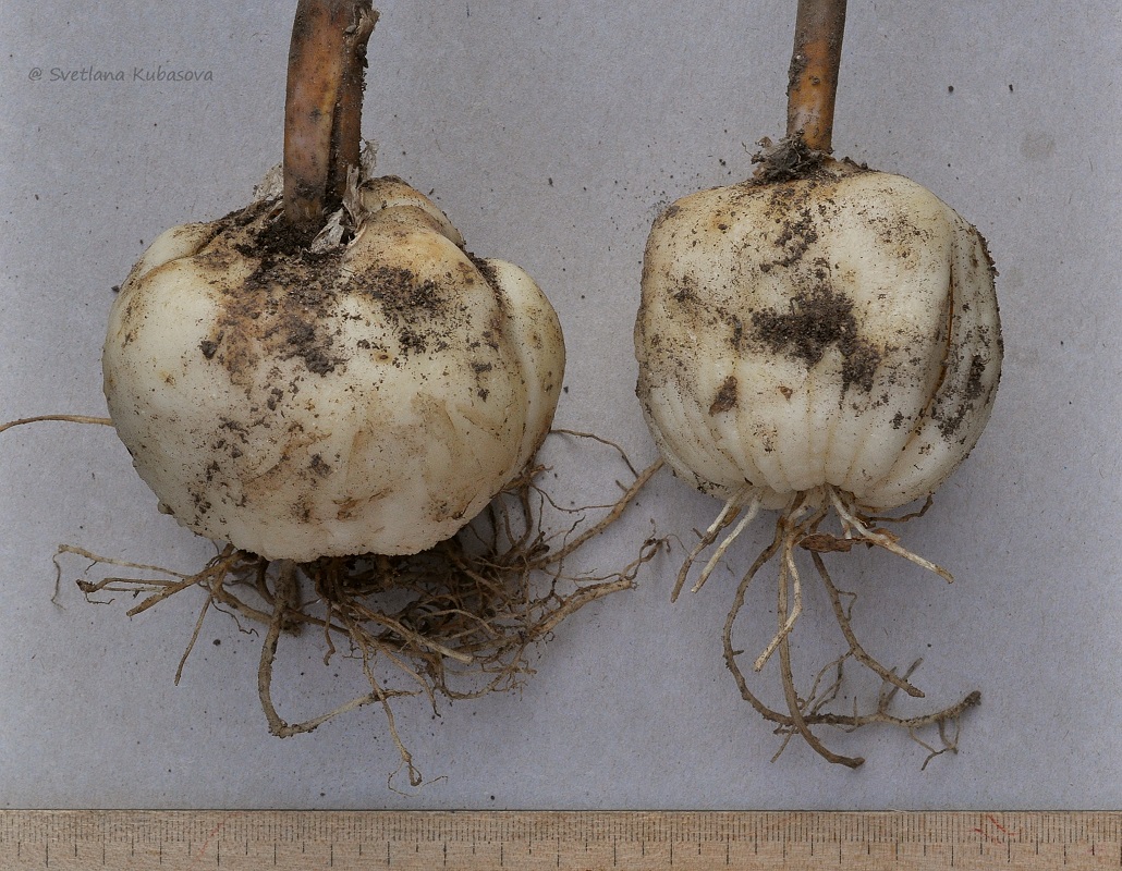 Image of Fritillaria pallidiflora specimen.